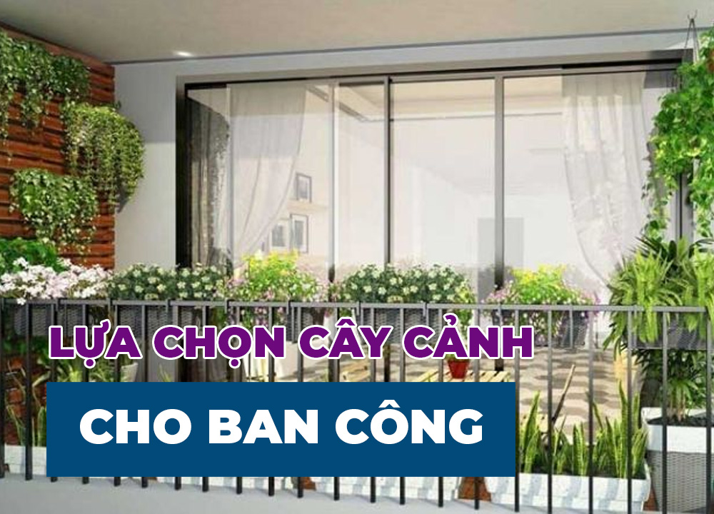 Một Số Lựa Chọn Cây Cảnh Cho Ban Công