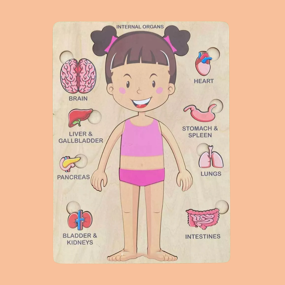 Mô hình khám phá cơ thể người 
