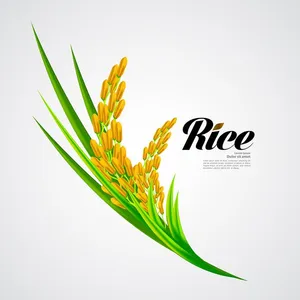 Hình ảnh bông lúa file vector mẫu KS886