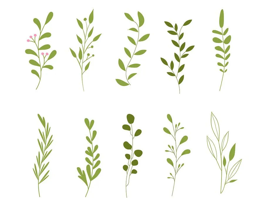 Cành Lá Xanh Minh Họa EPS - Bộ Sưu Tập Thực Vật Đa Dạng
