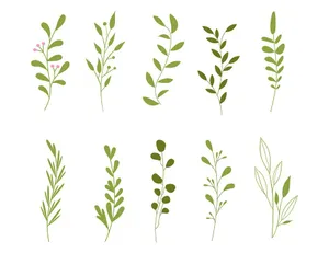 Cành Lá Xanh Minh Họa EPS - Bộ Sưu Tập Thực Vật Đa Dạng