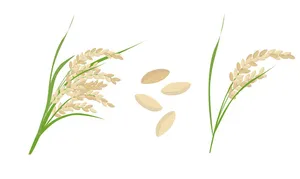 Hình ảnh bông lúa file vector mẫu KS907