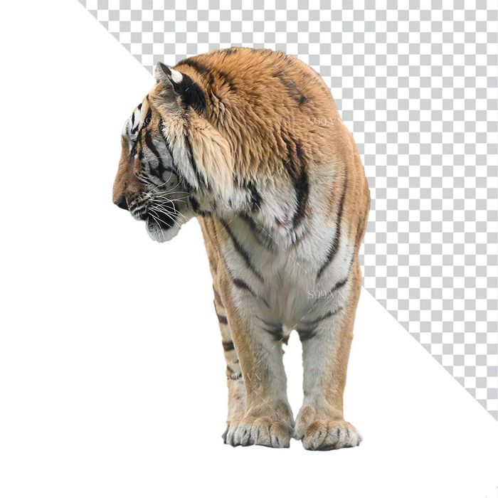 Hình ảnh chú hổ quay đầu file PNG mẫu CR1065