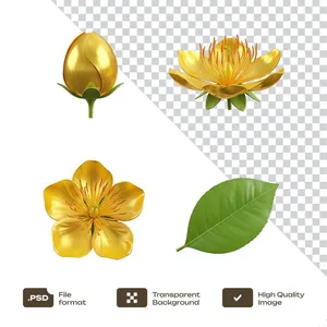 Hoa Mai Tết Vàng Trang Trí PNG Chất Lượng Cao cho Thiết Kế Đồ Họa