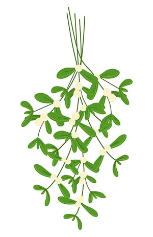 Cành Lá Mistletoe Giáng Sinh Hoạt Hình - File Vector EPS