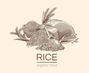Hình ảnh bông lúa file vector mẫu KS910