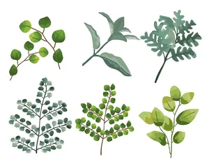 Cành Lá Xanh Tươi – Bộ Sưu Tập Vector Minh Họa Thực Vật EPS