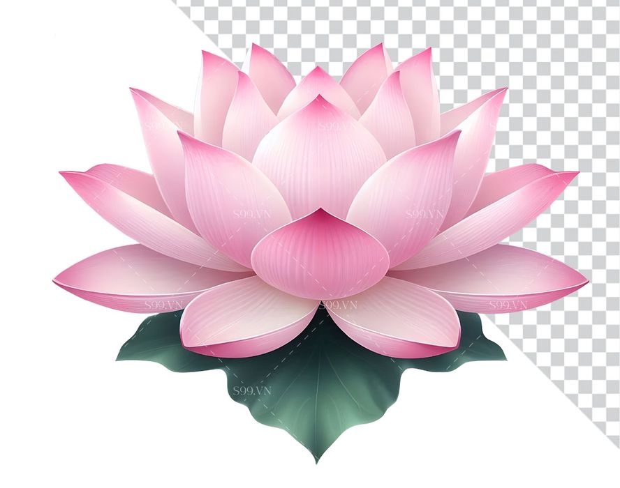 Hình ảnh bông hoa sen màu hồng file PNG mẫu CR1640