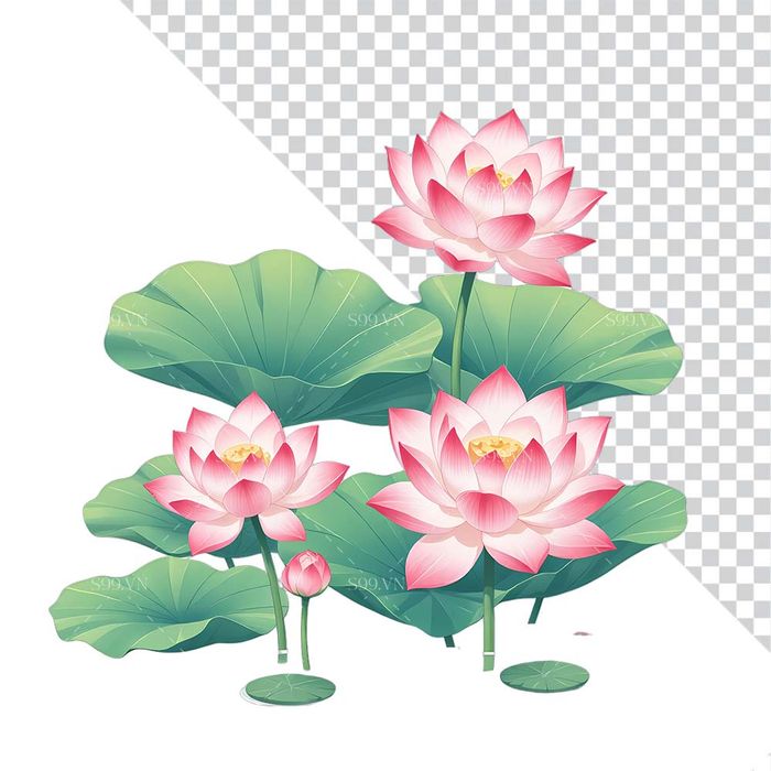 Hình ảnh hoa sen cùng lá sen file PNG mẫu CR1664