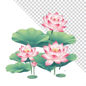 Hình ảnh hoa sen cùng lá sen file PNG mẫu CR1664