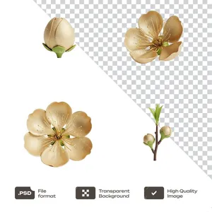 Hoa Mai Tết Vàng - Hình Minh Họa PNG Chất Lượng Cao