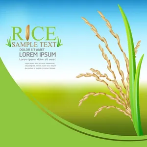 Hình ảnh bông lúa file vector mẫu KS889