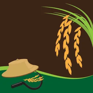 Hình ảnh cây lúa file vector mẫu KS869