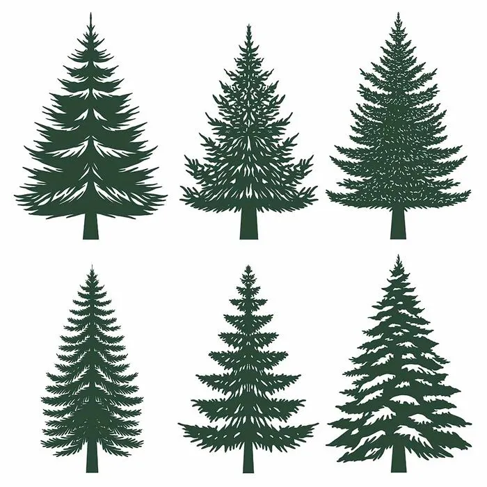 Hình ảnh cây thông file vector mẫu KS739