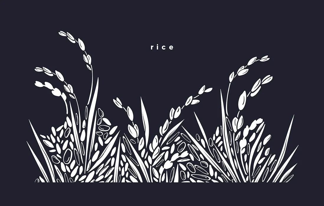 Hình ảnh bông lúa file vector mẫu KS906