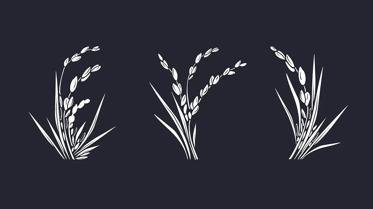 Hình ảnh bông lúa file vector mẫu KS898