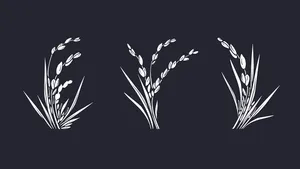 Hình ảnh bông lúa file vector mẫu KS898