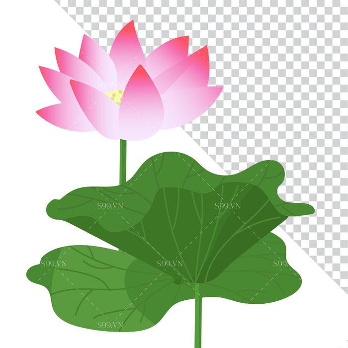 Hình ảnh bông hoa sen và lá file PNG mẫu CR1606