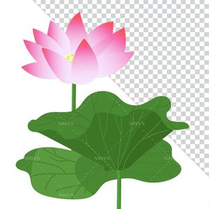 Hình ảnh bông hoa sen và lá file PNG mẫu CR1606