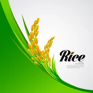 Hình ảnh bông lúa file vector mẫu KS885