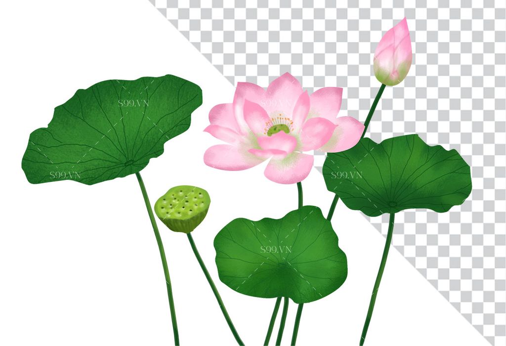 Hình ảnh bông hoa sen và lá file PNG mẫu CR1609