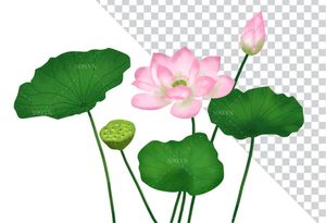 Hình ảnh bông hoa sen và lá file PNG mẫu CR1609
