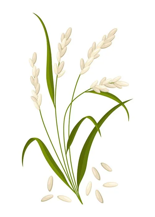 Hình ảnh cây lúa file vector mẫu KS865