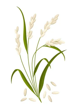 Hình ảnh cây lúa file vector mẫu KS865
