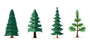 Hình ảnh cây thông file vector mẫu KS743