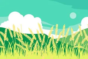 Background canh đồng lúa file vector mẫu KS876