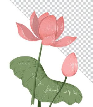 Hình ảnh bông hoa sen màu hồng và lá file PNG mẫu CR1618