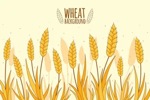 Background canh đồng lúa file vector mẫu KS877