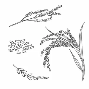 Hình ảnh cây lúa file vector mẫu KS868