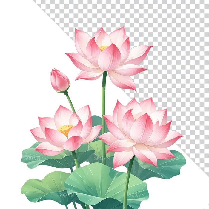 Hình ảnh hoa sen màu hồng file PNG mẫu CR1643