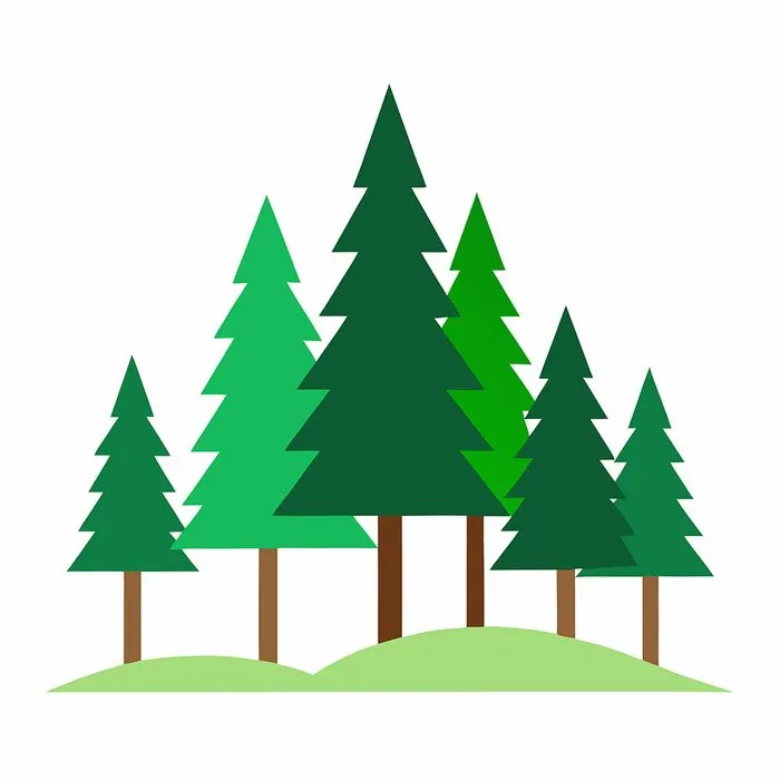 Hình ảnh cây thông file vector mẫu KS732