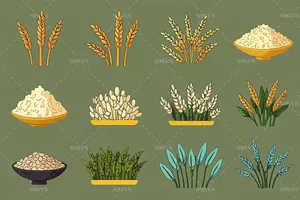 Hình minh họa lúa gạo file JPG mẫu KS916