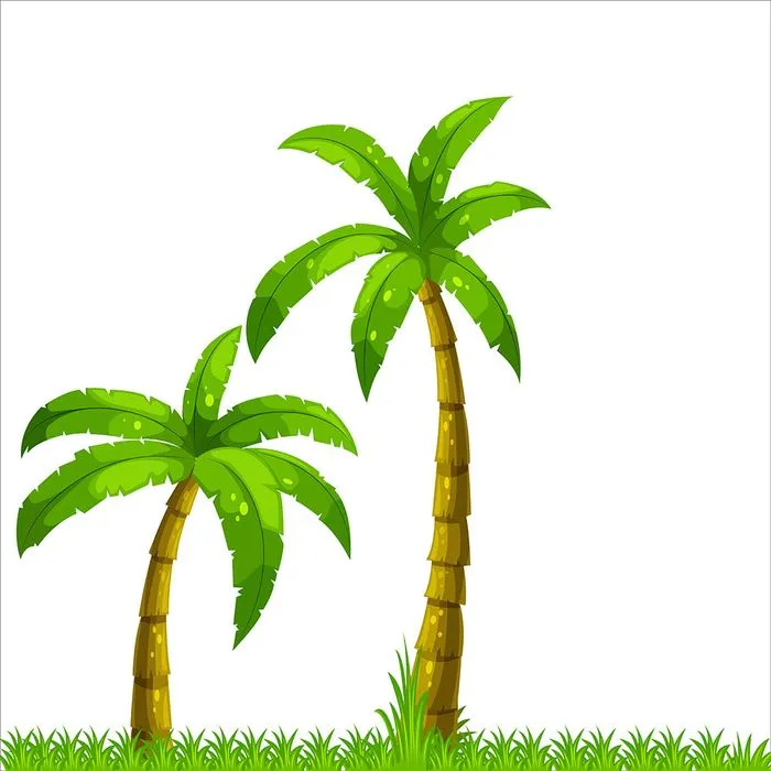 Hình ảnh cây dừa file vector mẫu KS651
