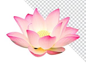 Hình ảnh bông hoa sen file PNG mẫu CR1632