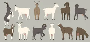 Hình ảnh chú dê file vector mẫu KS484