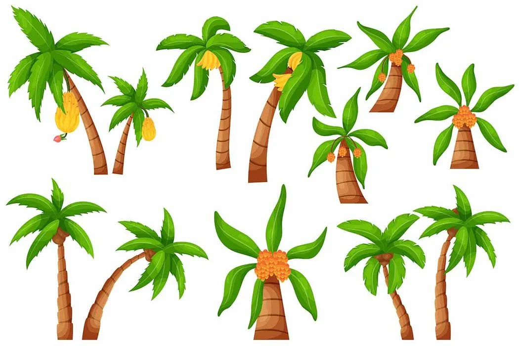 Bộ sưu tập cây dừa file vector mẫu KS677
