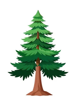 Hình ảnh cây thông file vector mẫu KS749