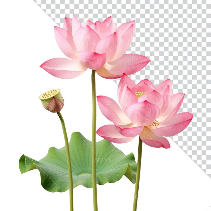 Hình ảnh bông hoa sen màu hồng file PNG mẫu CR1657