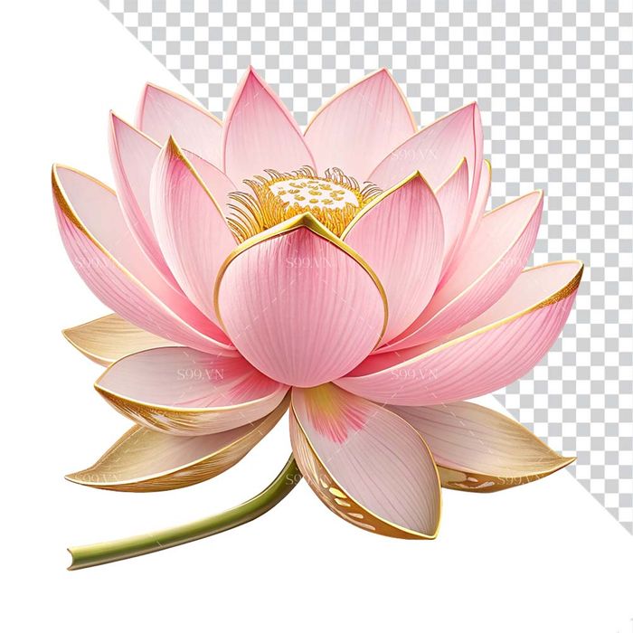Hình ảnh bông hoa sen màu hồng file PNG mẫu CR1635