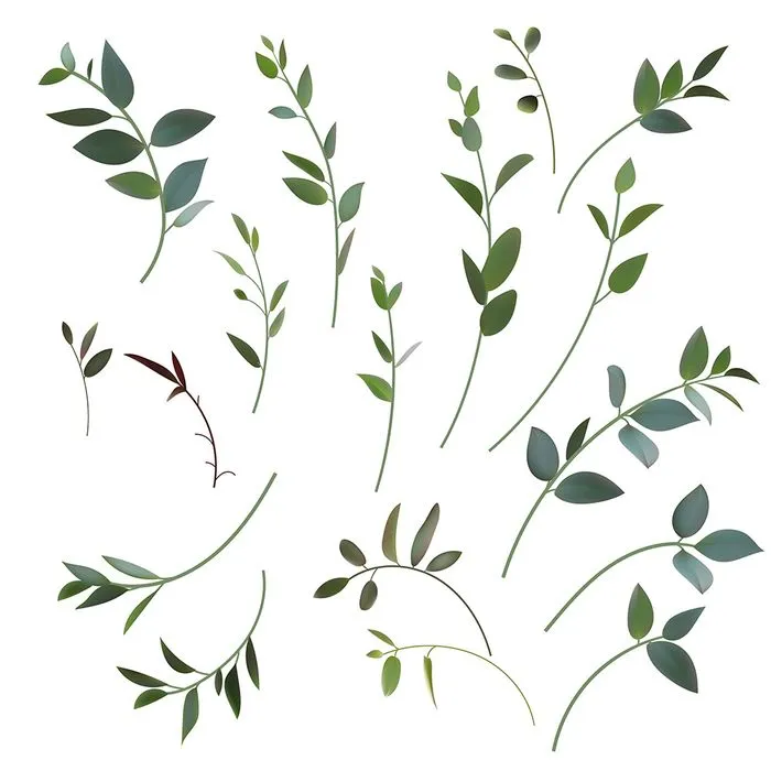 Cành Lá Xanh Tươi – Hình Minh Họa Vector EPS Đa Dạng Cho Thiết Kế