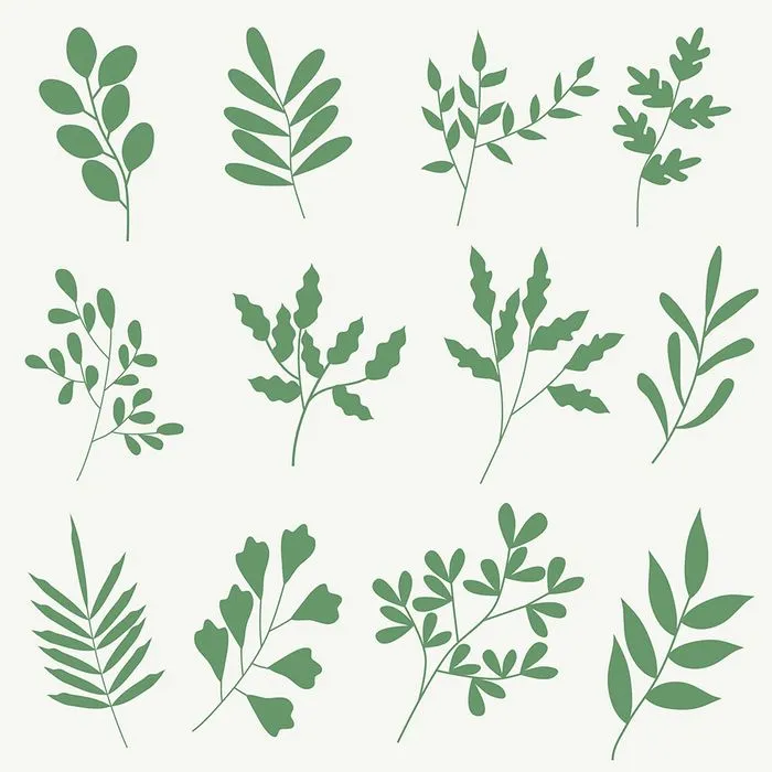 Bộ Sưu Tập Cành Lá Minh Họa EPS – Thiết Kế Tự Nhiên, Đa Dạng