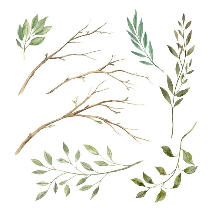 Cành Lá Xanh Tươi - Bộ Minh Họa EPS Vector Tự Nhiên, Dễ Chỉnh Sửa