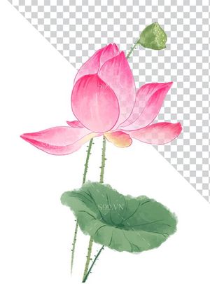Hình ảnh bông hoa sen màu hồng và lá file PNG mẫu CR1616