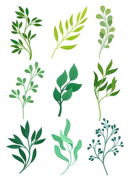 Bộ Sưu Tập Cành Lá Xanh Minh Họa EPS – Đa Dạng Thiết Kế Tự Nhiên