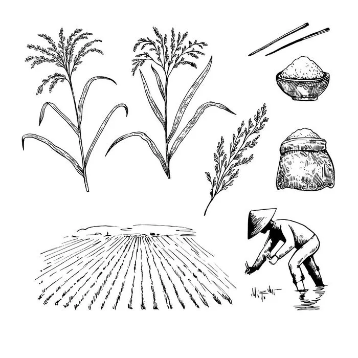 Hình ảnh cây lúa file vector mẫu KS867