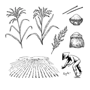 Hình ảnh cây lúa file vector mẫu KS867